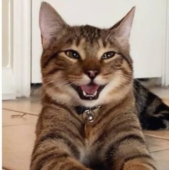 Meet your Posher, Ian - Picture 1 of 1